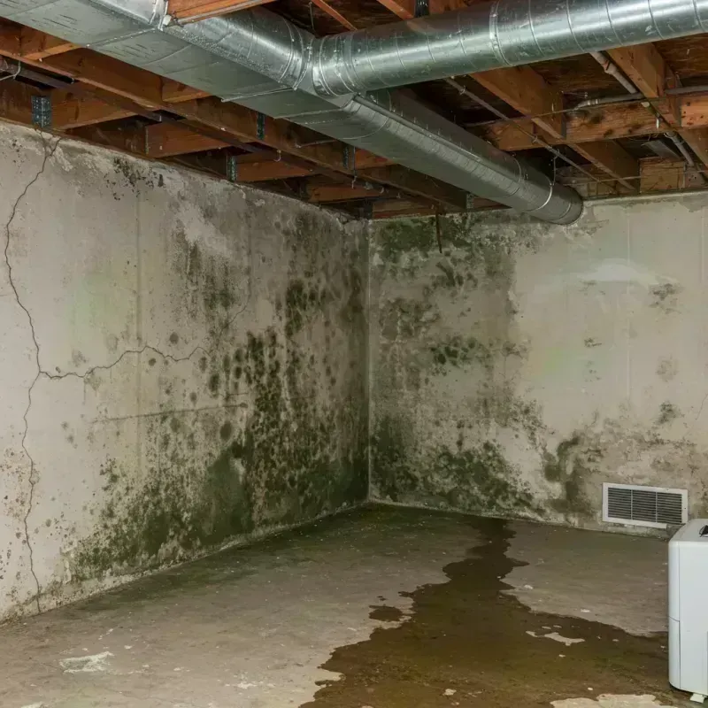 Professional Mold Removal in Alexander County, IL